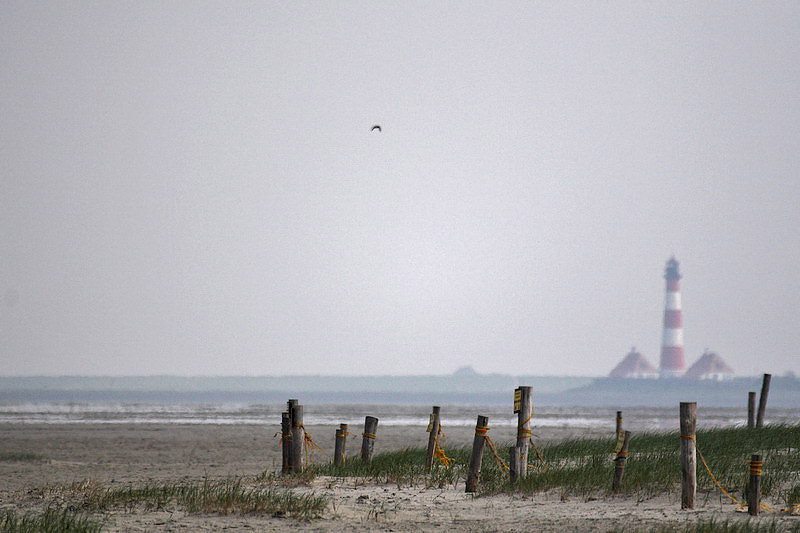 westerhever05.jpg