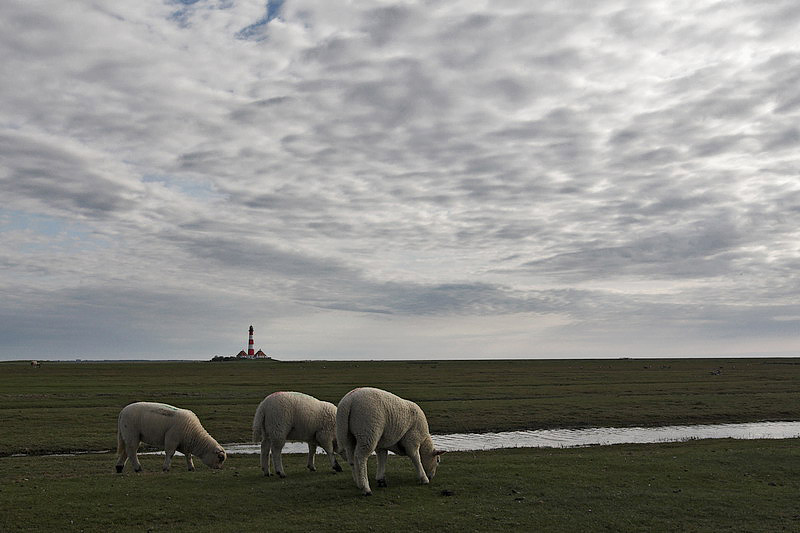 westerhever41.jpg