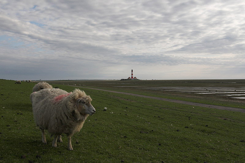 westerhever42.jpg