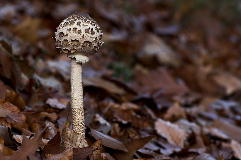 november084.jpg