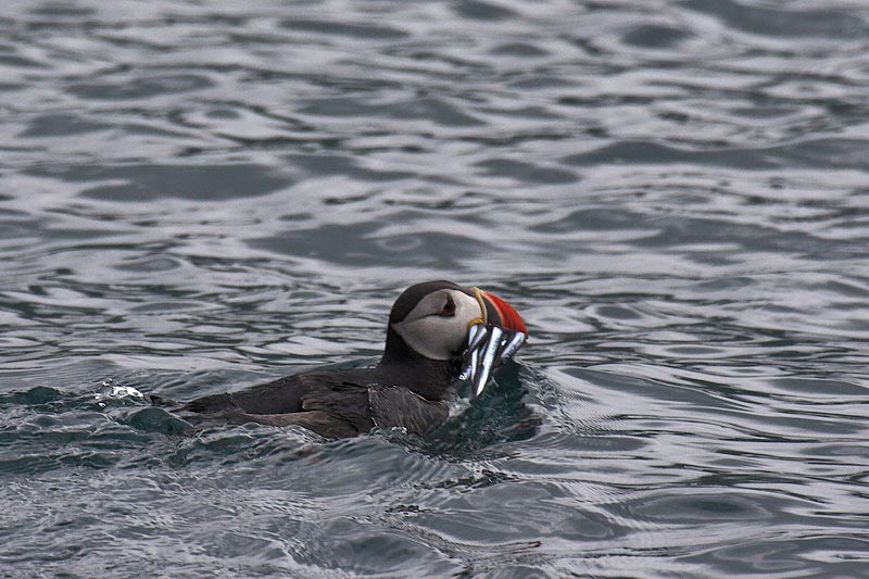 lofoten018.jpg