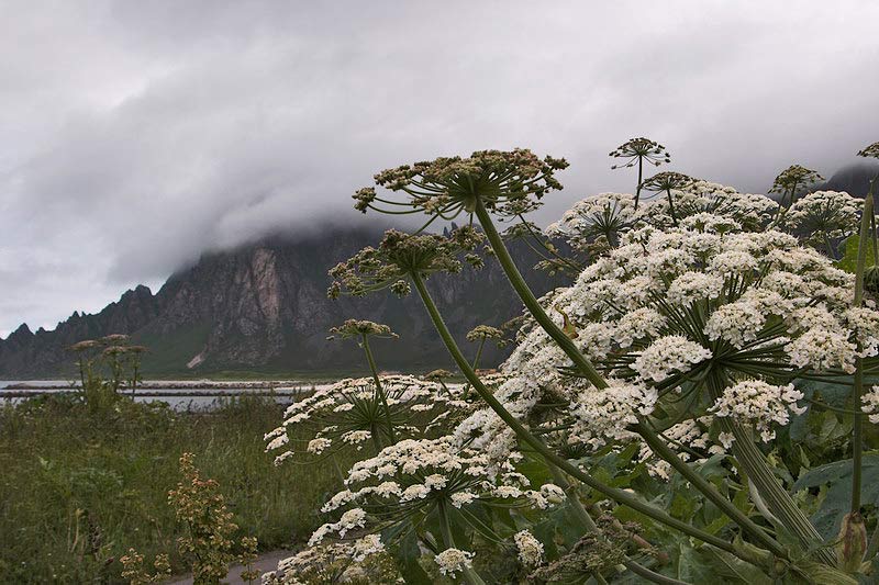 lofoten025.jpg