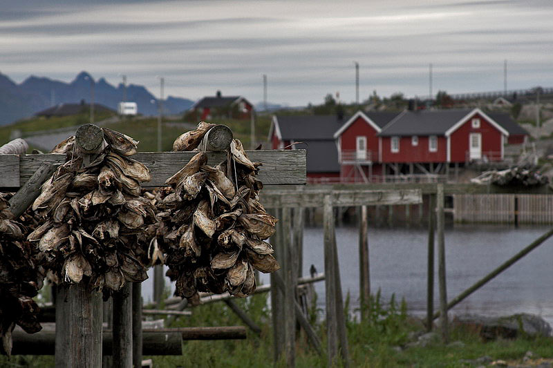 lofoten053.jpg