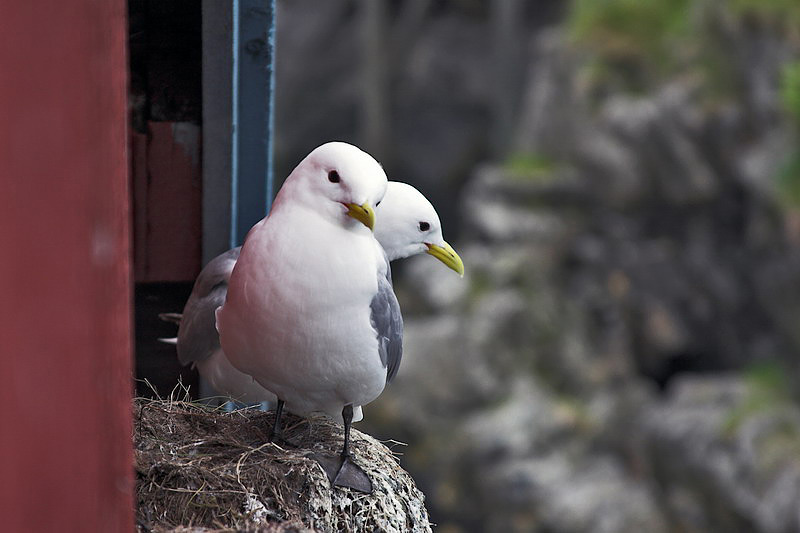 lofoten058.jpg