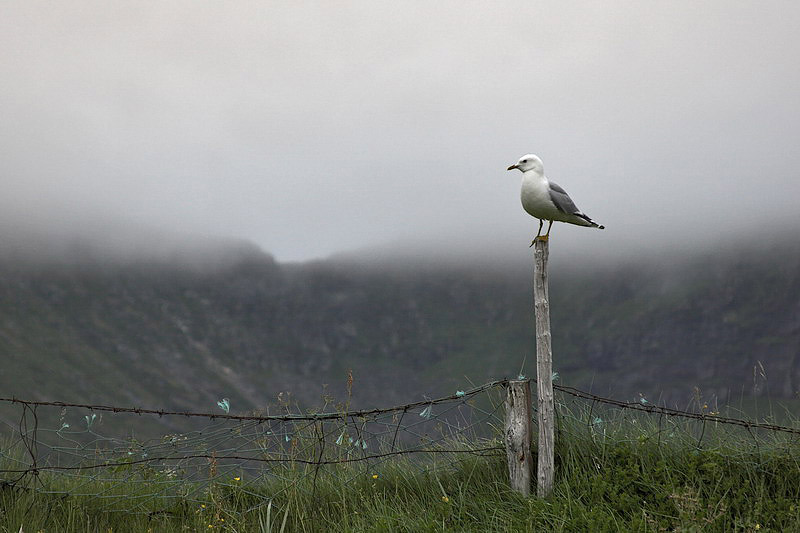 lofoten089.jpg