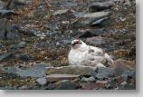 longyearbyen13.jpg